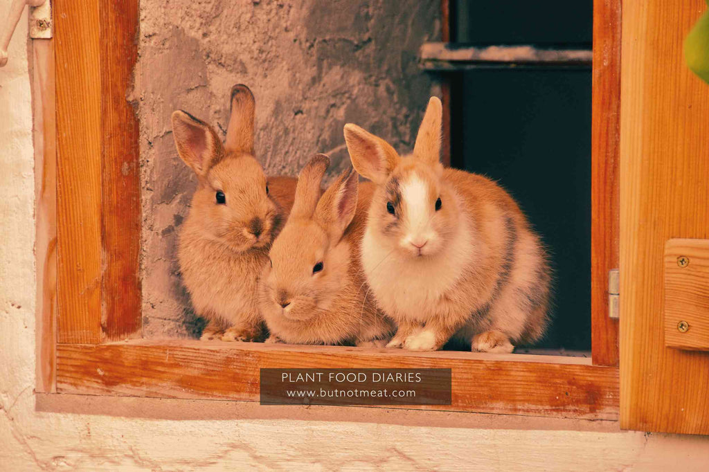 blog_1st_nov_three_rabbits_in_the_doorway