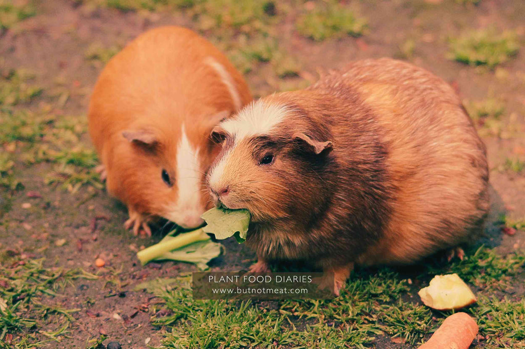 blog_30th_oct_guinea_pigs_munching_leaves